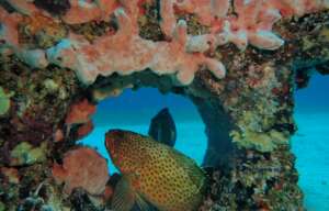 Sponges and Corals on IntelliReefs Sint Maarten