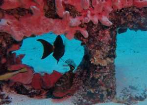 New Coral Homes Are Fish Hideouts!