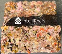 Oceanite Mineral Habitats RAPID Coral Settlement