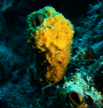 Scopalina ruetzleri (Orange Ruffle Sponge)