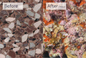 Before and After Reef Life Foundation IntelliReefs