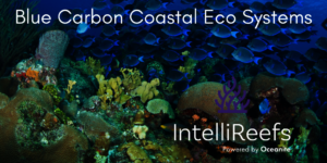 See Blog Post on Reef Life Foundation Blue Carbon
