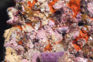 Crustos Coralline Algae Attracts Wild Corals