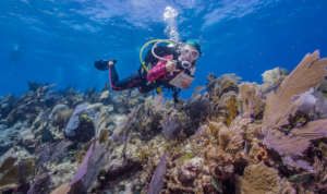 Reef Life Coral Reef Research