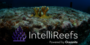 Coral Reeflings on IntelliReefs