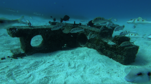 Fish behaviour and feeding on Reef Life's habitats
