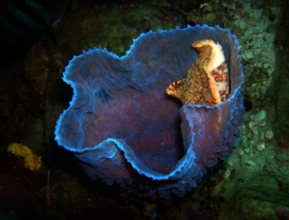 Sponges on IntelliReefs Bring Oxygen to Save Reef