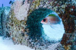 Squirrelfish living in Reef Life habitat.
