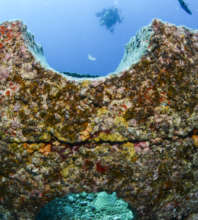 Sponges & Benthic Growth on Intellireefs