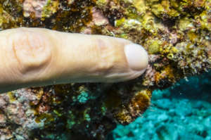 Coral Recruits settlement on Reef Life Structures