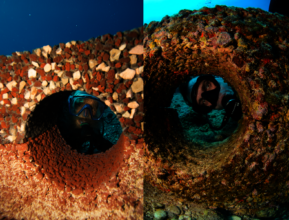 Oceanite Day 1 vs 12 Months