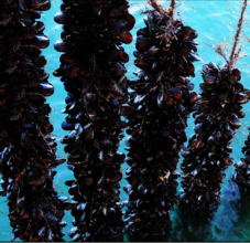 Ocean Farming Potentials