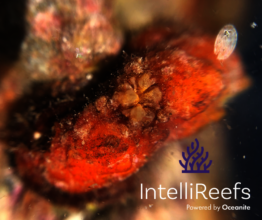 Diverse Sponge Species on IntelliReefs