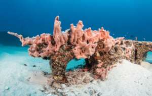 Sponges Create Higher Oxygen, Healthier Reefs