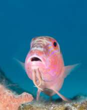 Corals Seek Happy Fish