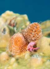 Spirobranchus giganteus (Christmas Tree Worms)