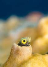 Blenny Fish Checks out the Oceanite Food Banks!