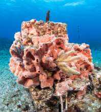 Sponges Pump Massive Oxygen for Biofiltration