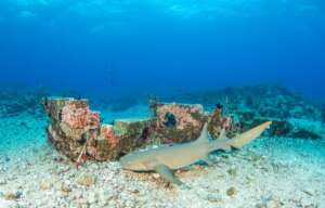 Nurse Shark Making the Rounds on IntelliReefs