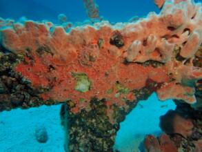 Reef Life Abundance of Sponges,  Corals & LIFE