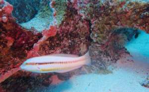 Coral Scientists AND Fish Respect IntelliReefs