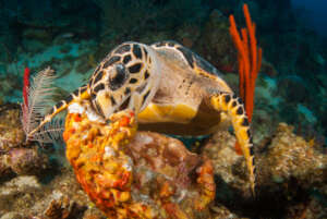 Sea Turtle eating Sea Sponges Caribbean