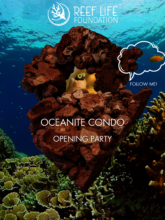 Oceanite Condo Opening Party Blenny Fish