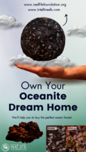 Own Your Oceanite Dream Home