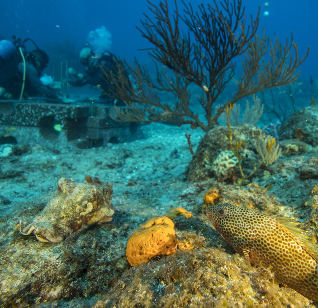 Rebuild Coral Reefs With Nanoscience