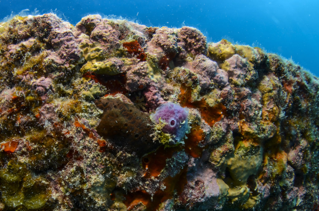 Close Up of Marine Sponge Growing on IntelliReefs