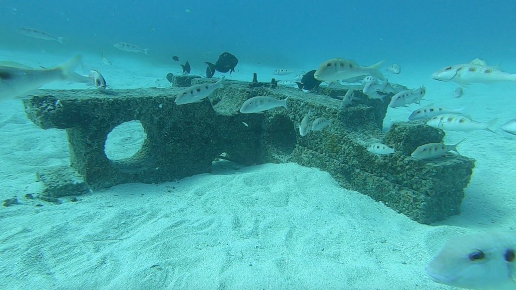 Rebuild Coral Reefs With Nanoscience