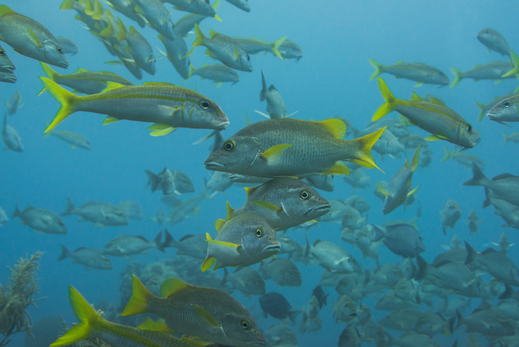 School of Caribbean Fish