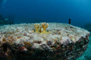 Rapid Coral Growth on the IntelliReefs