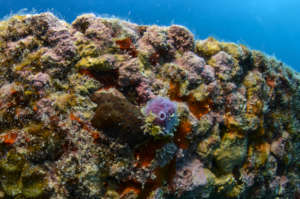 Close Up of Marine Sponge Growing on IntelliReefs