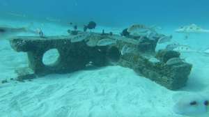 Goatfish Rest on the IntelliReefs