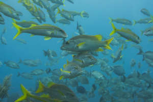 School of Caribbean Fish