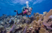 Rebuild Coral Reefs With Nanoscience