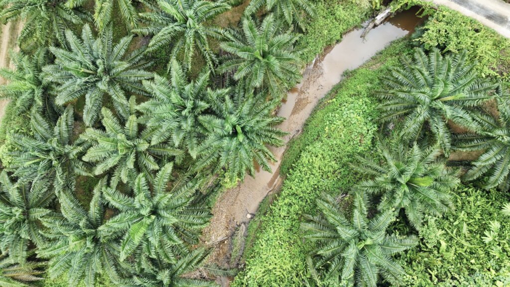 Oil palm planted in Sungai Sap
