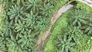Oil palm planted in Sungai Sap