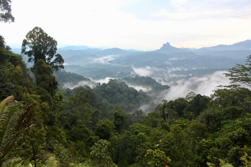Support Indigenous forest protection in Borneo