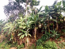 Climate change, COVID19 Emrgency in DRC UVIRA FIZI