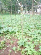 agriculture and the environment