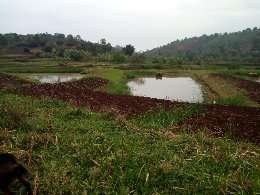 the pisiculture in KiVU DRC