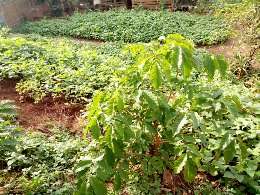 agriculture and environment
