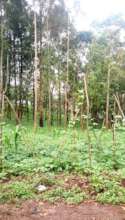 forested environment