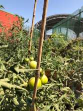 Tomate plant with fruit.