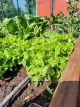 Lettuce growing!