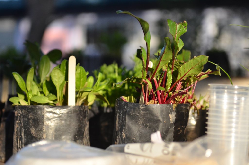 Help 350 families grow food to overcome COVID-19