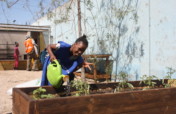 Help 350 families grow food to overcome COVID-19