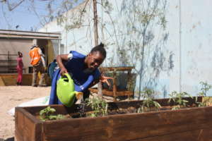 Help 350 families grow food to overcome COVID-19